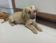 Cachorro raça SRD idade 2 a 6 meses nome Toffe