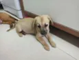 Cachorro raça SRD idade 2 a 6 meses nome Toffe