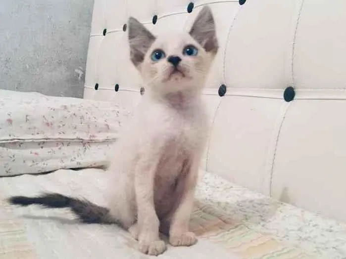 Gato ra a Angora misturado com Siamês  idade Abaixo de 2 meses nome Sem nome 