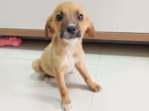 Cachorro raça SRD idade 2 a 6 meses nome Billy