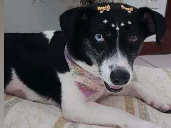 Cachorro ra a Vira lata idade 2 anos nome Sara