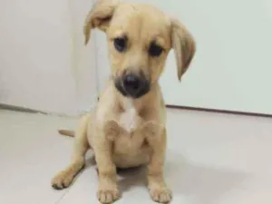 Cachorro raça SRD idade 2 a 6 meses nome Luck