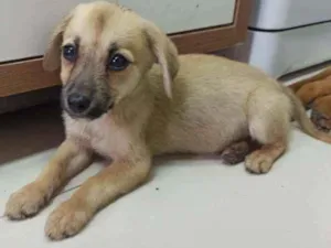 Cachorro raça SRD idade 2 a 6 meses nome Toffe