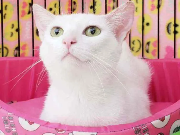 Gato raça Srd  idade 1 ano nome Madhu