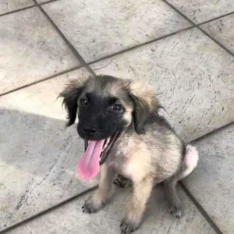 Cachorro ra a SRD idade 2 a 6 meses nome Máscara