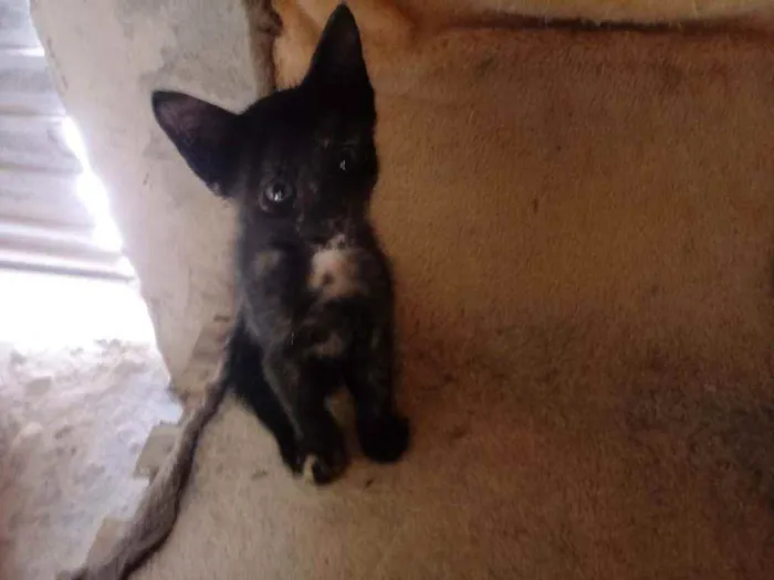 Gato raça Srd idade 2 a 6 meses nome Margarida
