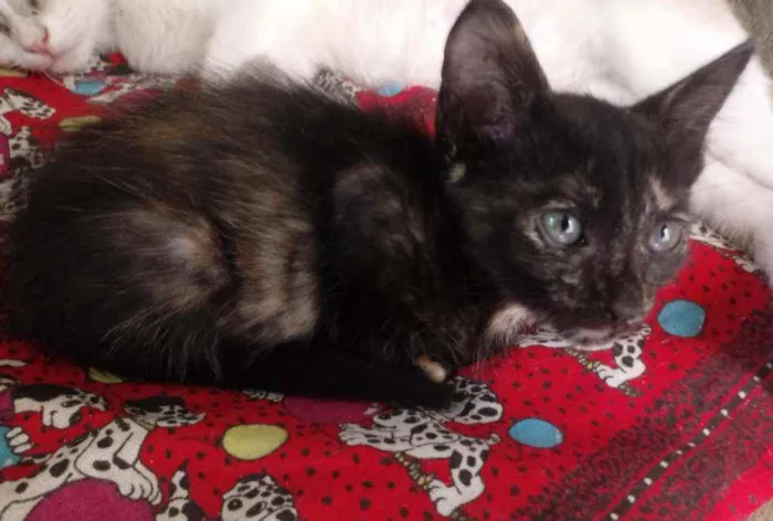 Gato raça Srd idade 2 a 6 meses nome Margarida