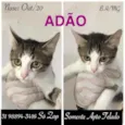 ADÃO