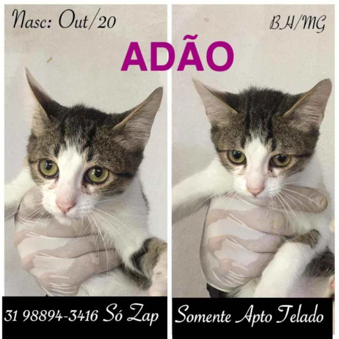 Gato raça SRD idade 2 a 6 meses nome ADÃO