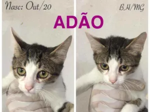 Gato raça SRD idade 2 a 6 meses nome ADÃO