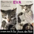 EVA