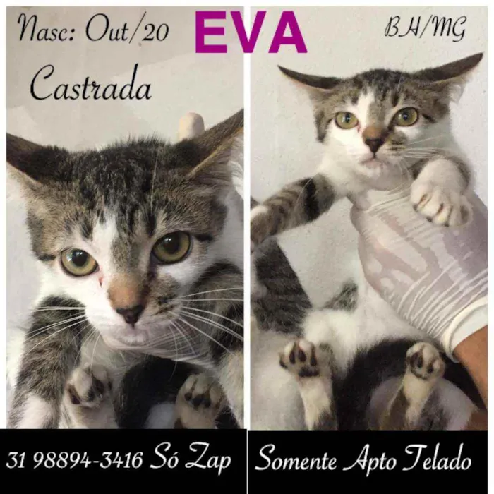Gato raça SRD idade 2 a 6 meses nome EVA