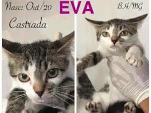 Gato raça SRD idade 2 a 6 meses nome EVA
