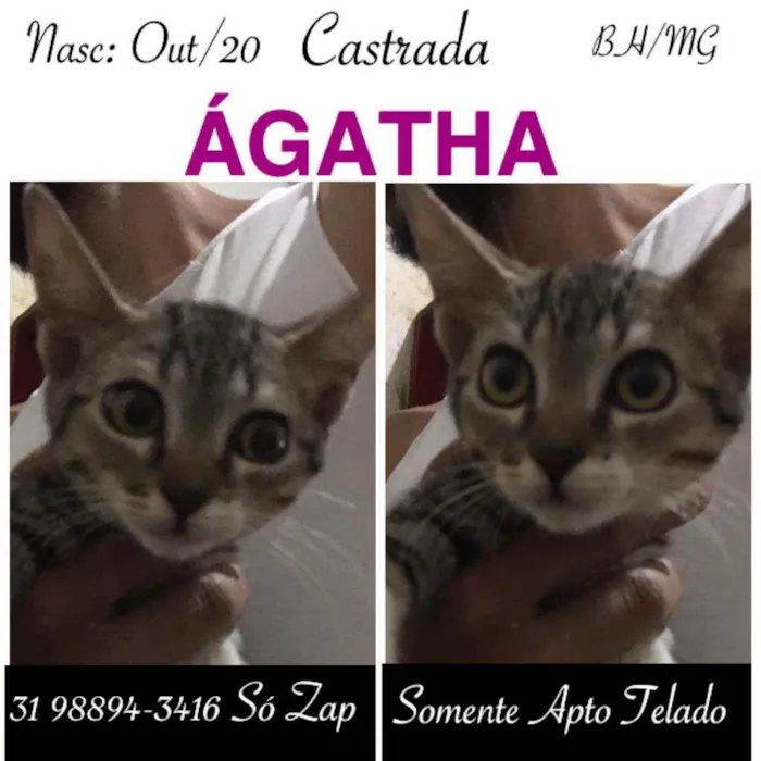Gato raça SRD idade 2 a 6 meses nome ÁGATHA