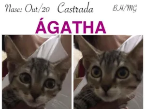 Gato raça SRD idade 2 a 6 meses nome ÁGATHA