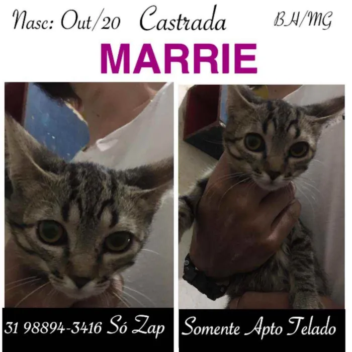 Gato raça SRD idade 2 a 6 meses nome MARRIE