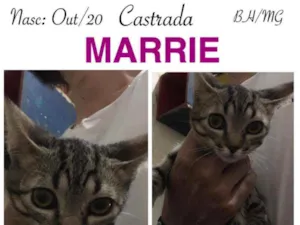Gato raça SRD idade 2 a 6 meses nome MARRIE