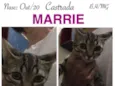 MARRIE