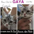 GAYA