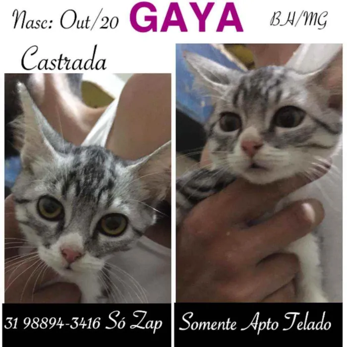 Gato raça SRD idade 2 a 6 meses nome GAYA