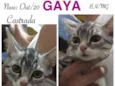 GAYA