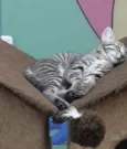 VIDA