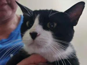 Gato raça Srd  idade 1 ano nome Bebê 