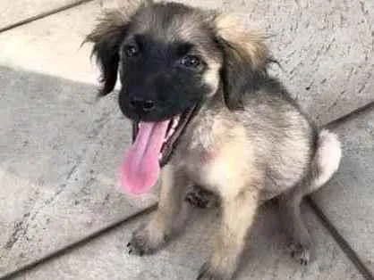Cachorro ra a SRD idade 2 a 6 meses nome Máscara