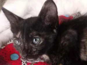 Gato raça Srd idade 2 a 6 meses nome Margarida