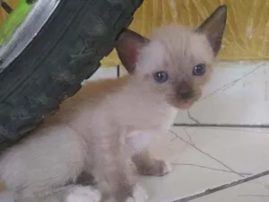 Gato raça SRD idade Abaixo de 2 meses nome Pluminha