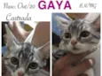 GAYA