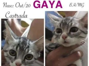 Gato raça SRD idade 2 a 6 meses nome GAYA
