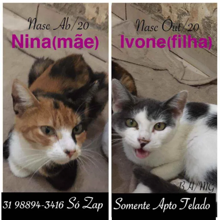Gato raça SRD idade 2 a 6 meses nome NINA E IVONE