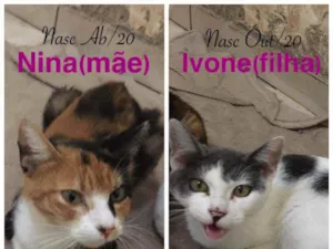 Gato raça SRD idade 2 a 6 meses nome NINA E IVONE