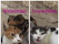 NINA E IVONE