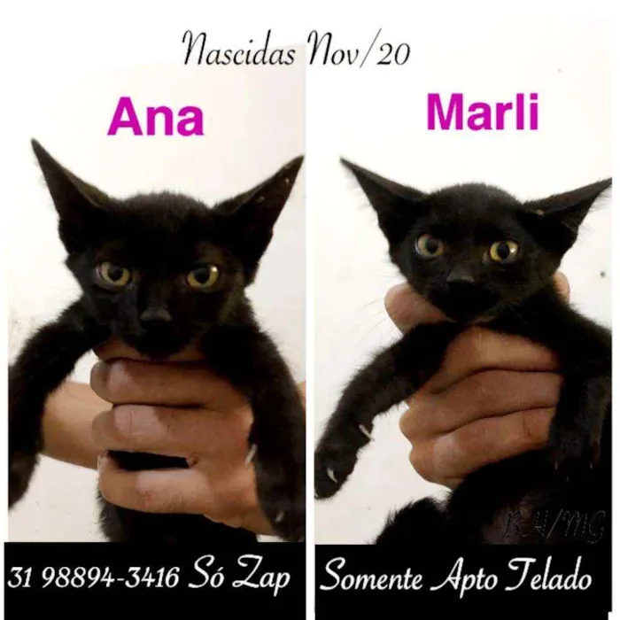 Gato raça SRD idade Abaixo de 2 meses nome ANA E MARLI