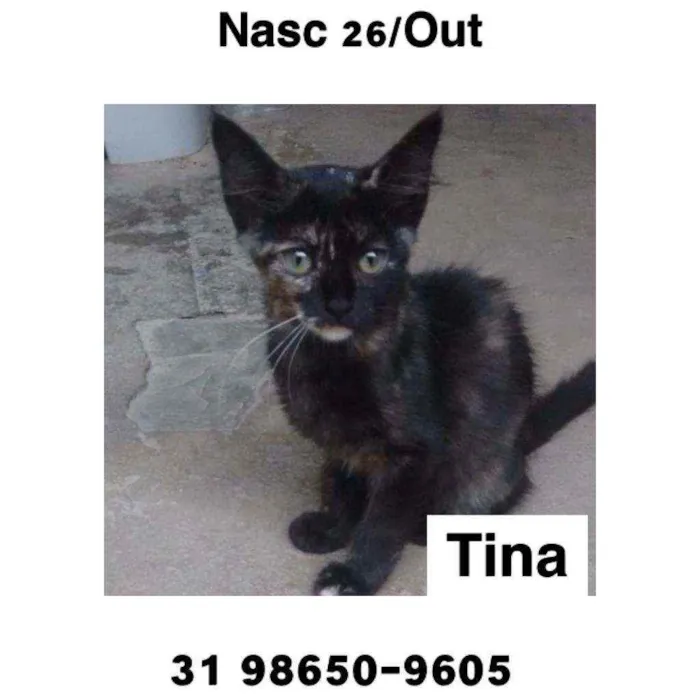 Gato raça SRD idade 2 a 6 meses nome TINA