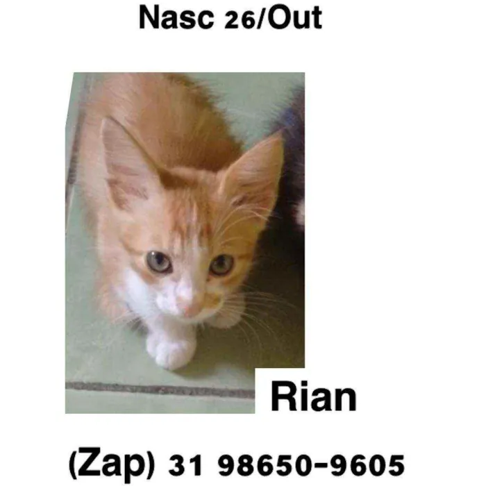 Gato raça SRD idade Abaixo de 2 meses nome RYAN