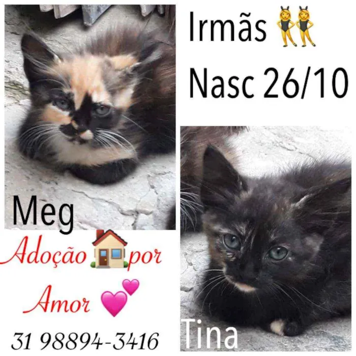Gato raça SRD idade 2 a 6 meses nome TINA E MEG
