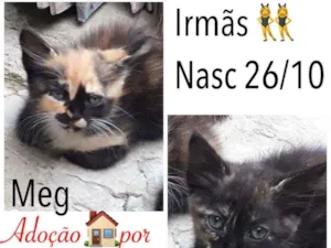 Gato raça SRD idade 2 a 6 meses nome TINA E MEG