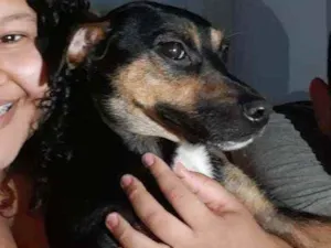 Cachorro raça Vila lata idade 2 anos nome Ela