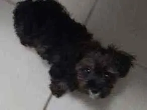Cachorro ra a Yorkshire idade 2 a 6 meses nome Apolo