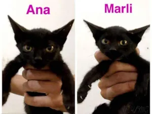Gato raça SRD idade Abaixo de 2 meses nome ANA E MARLI
