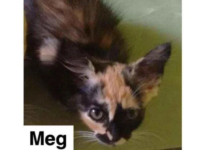 Gato raça SRD idade 2 a 6 meses nome MEG RAYAN
