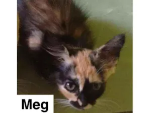 Gato raça SRD idade 2 a 6 meses nome MEG RAYAN