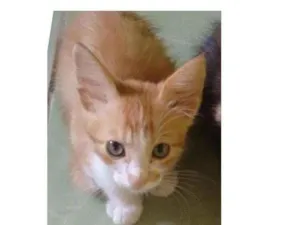 Gato raça SRD idade Abaixo de 2 meses nome RYAN