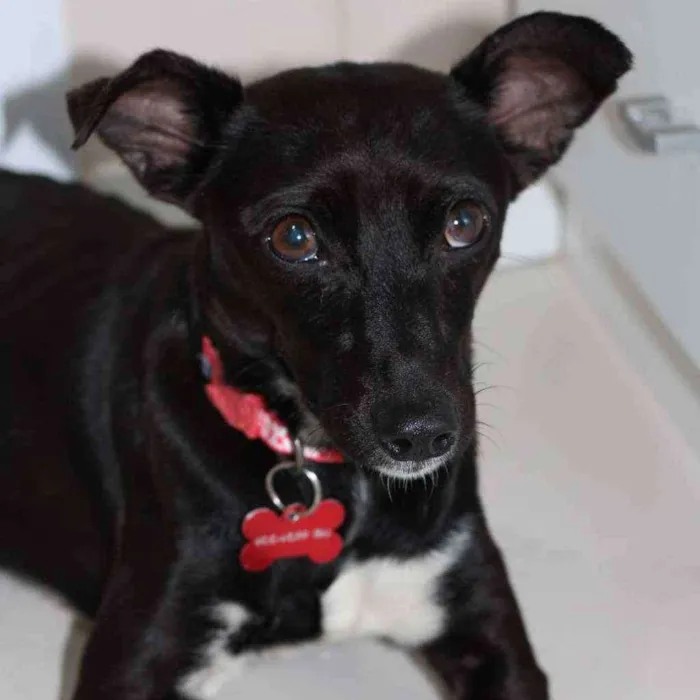 Cachorro ra a SRD idade 2 anos nome Oreo