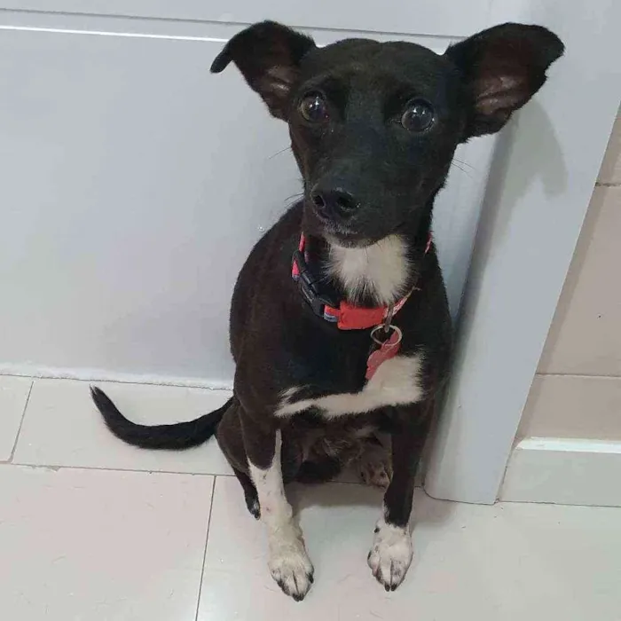 Cachorro ra a SRD idade 2 anos nome Oreo