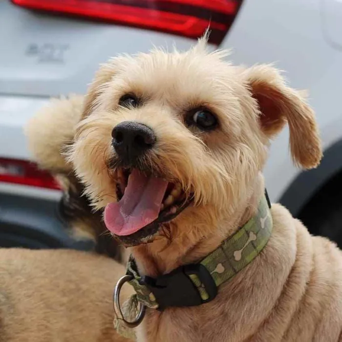Cachorro ra a SRD idade 3 anos nome Brulee 