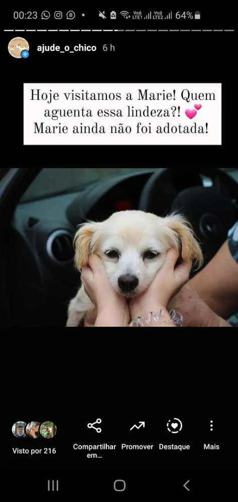 Cachorro ra a Miz de Chiuaua idade 6 ou mais anos nome Marie 